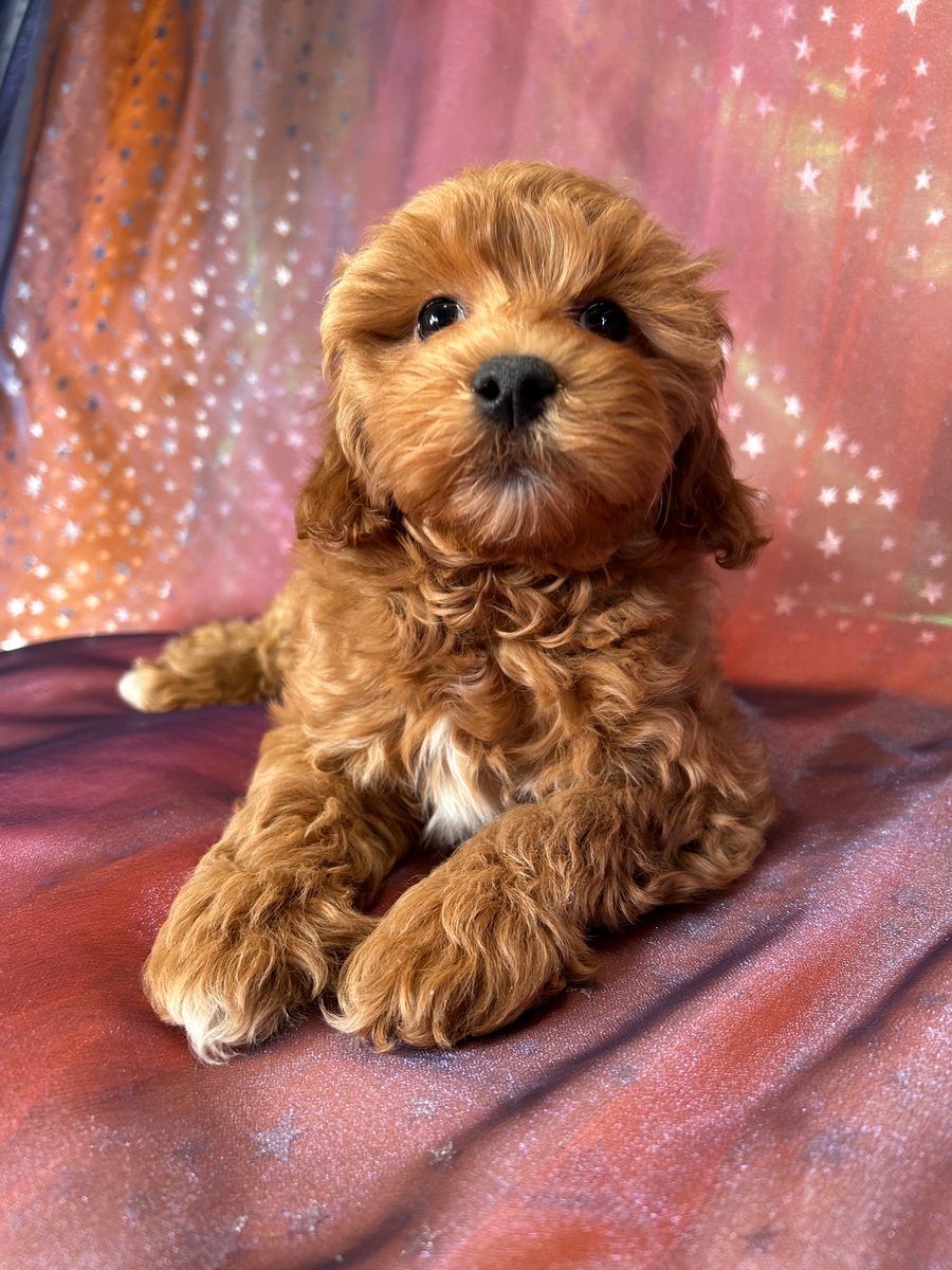 Female Cockapoo Puppy for Sale in Iowa DOB 10-23-2024 $900